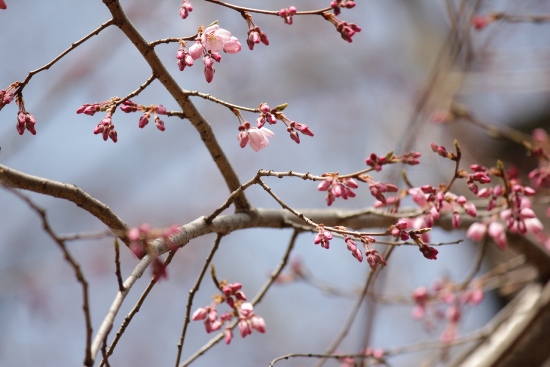 1767-12.3.30府庁旧本館中庭しだれ桜開花！Ｅ.jpg