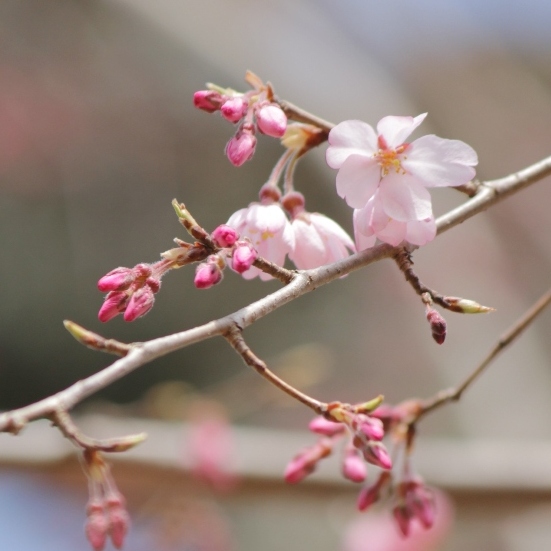 1770-12.3.30旧本館中庭祇園枝垂れ桜切り取りアップ.jpg