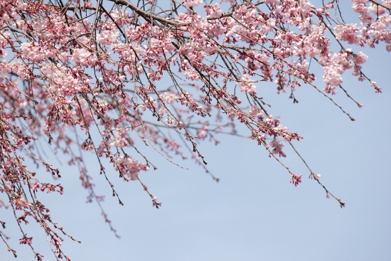 1792-12.4.2京都府庁中庭祇園しだれ桜アップ枝先.jpg