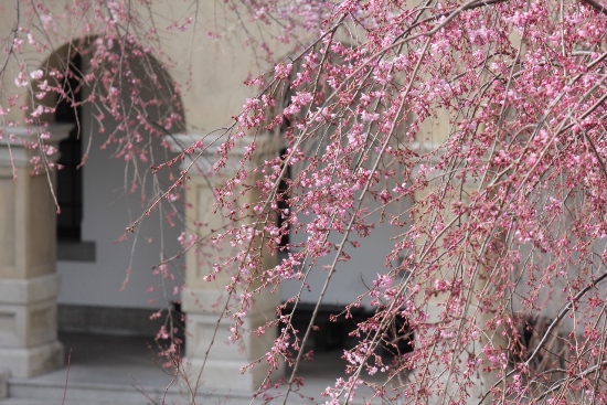 1794-12.4.2京都府庁中庭南東紅枝垂れ桜.jpg
