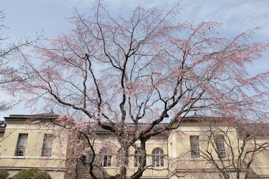 1795-12.4.2府庁中庭祇園しだれ桜全体.jpg