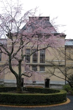 180-府庁後ろ向きからの桜.JPG