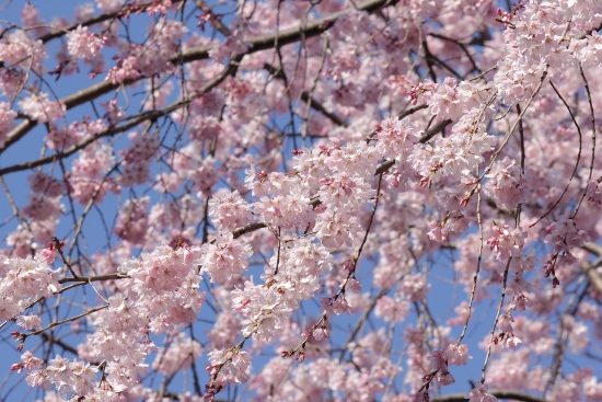 1816-12.4.6祇園しだれ桜中アップ光を受けて.jpg