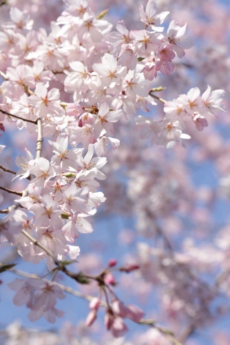 1817-12.4.6祇園枝垂れ桜アップ白く輝く.jpg