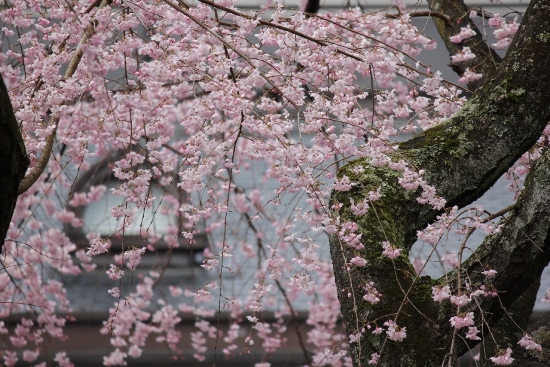 1819-12.4.6祇園枝垂れ桜子屋根を透かして.jpg