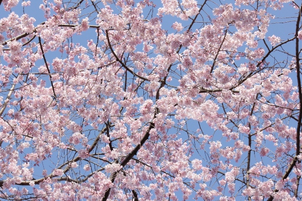 1834-12.4.6天空の祇園枝垂れ桜.jpg