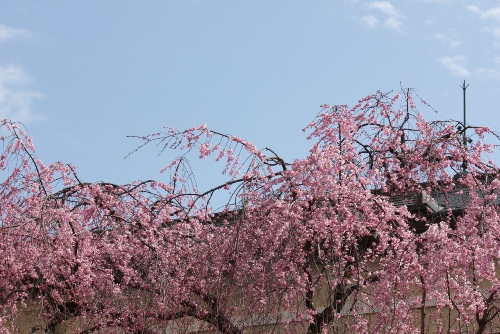 1835-12.4.6南東紅枝垂れ桜屋根にかかる避雷針と.jpg