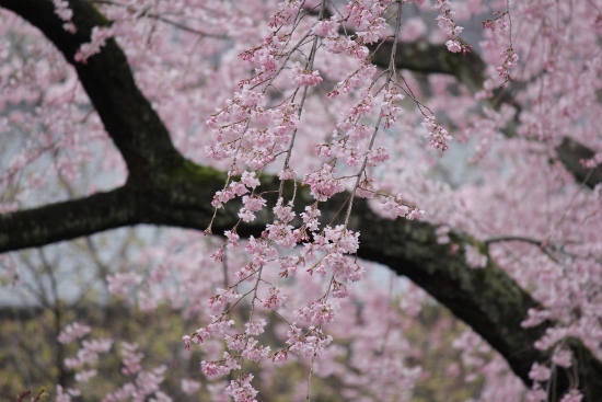 1846-12.4.16祇園枝垂れ桜中アップ真ん中アップA.jpg