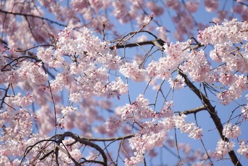 1850-12.4.7祇園枝垂桜中アップ.jpg