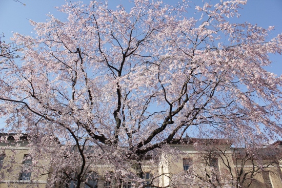 1851-12.4.7中庭祇園枝垂桜上部全体.jpg