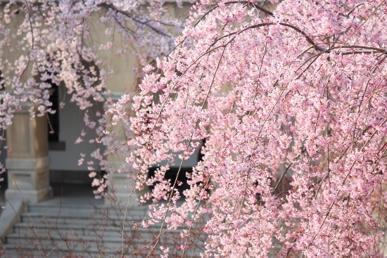 1854-12.4.8右側に紅枝垂桜Ａ.jpg