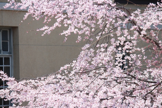 1856-12.4.8祇園枝垂れ桜中間位置のアップ.jpg