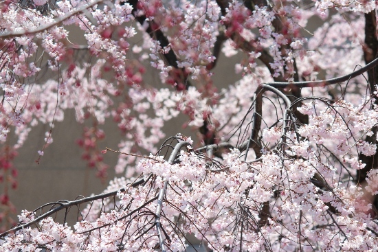 1867-12.4.8祇園枝垂桜手前.jpg