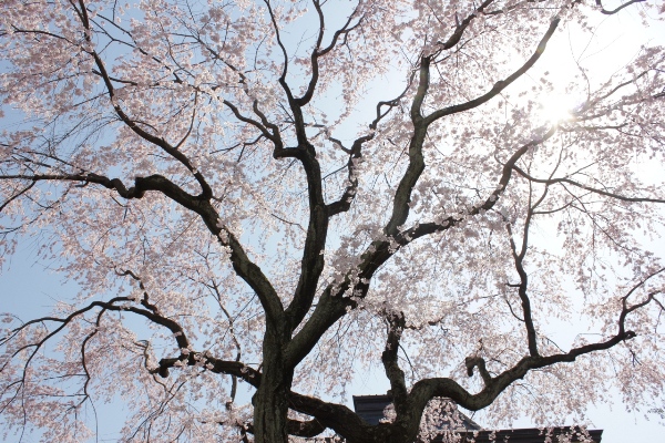 1868-12.4.8祇園枝垂桜内側から太陽の陽と桜影.jpg