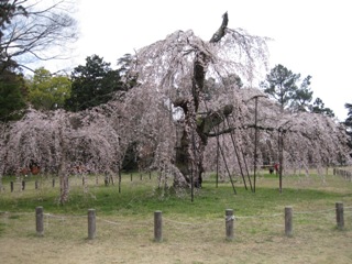 187-上賀茂神社御所桜(全体).JPG