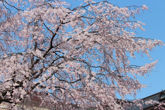 1873-12.4.8青空、祇園枝垂桜上部中アップ.jpg