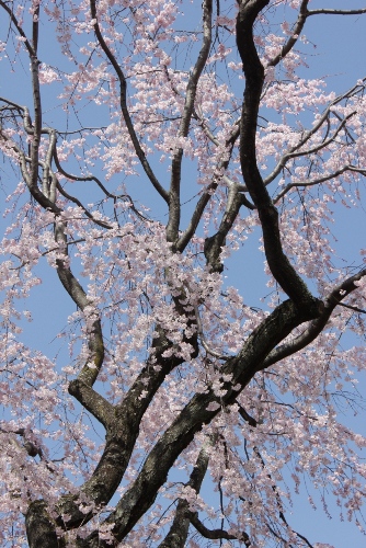 1874-12.4.8青空バックに桜幹と花.jpg