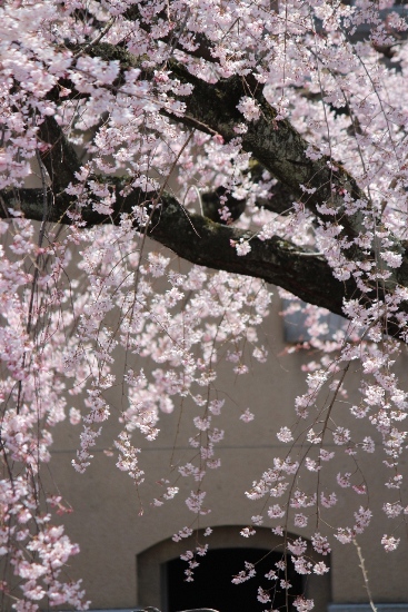 1877-12.4.8中庭入り口バックに祇園枝垂桜.jpg