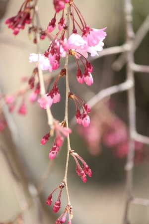 1879-12.4.8八重の紅枝垂桜アップ.jpg