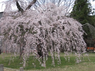 188-上賀茂神社御所桜(部分).JPG