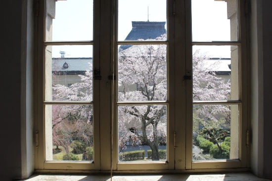1885-12.4.8北側窓越の祇園枝垂桜.jpg