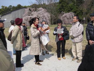 189-上賀茂神社御所桜前.JPG