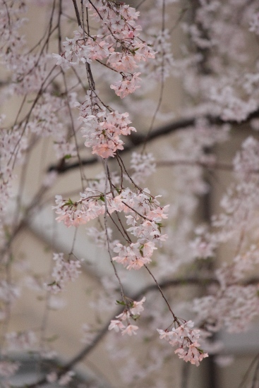 1933-12.4.10ライトを下から受けて祇園枝垂れ桜一枝.jpg