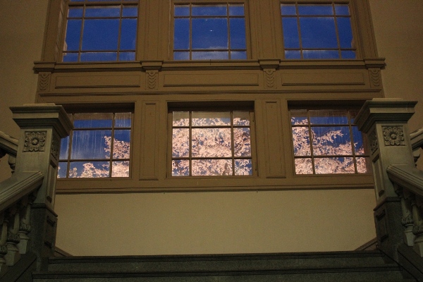1938-12.4.10正面玄関窓下部分に祇園枝垂れ桜.jpg