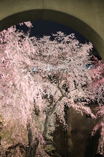 1942-12.4.10東側アーチ・紅枝垂れと祇園枝垂れ.jpg