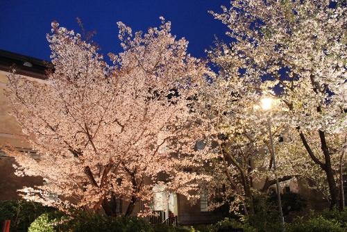 1966-12.4.10容保桜と大島桜.jpg