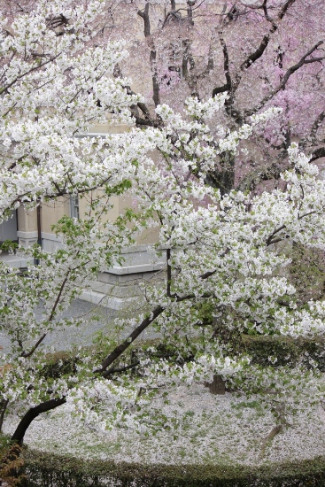 1987-12.4.13大島桜手前、バックに祇園枝垂れ落花.jpg