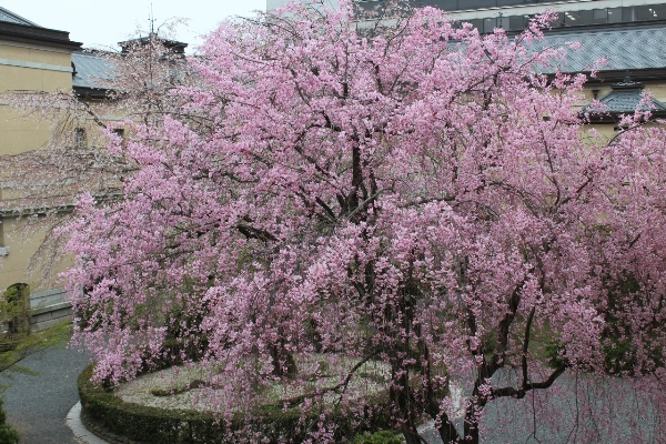 2002-12.4.13北側紅枝垂れを東北方向から観る.jpg