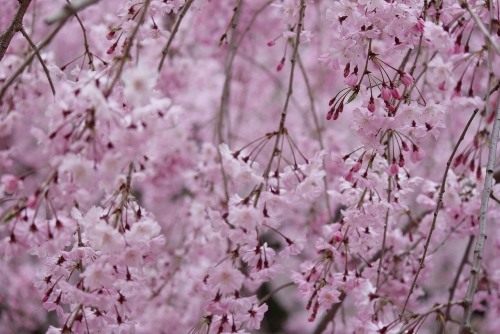 2006-12.4.13北側紅枝垂れ花群バック濃き蕾.jpg