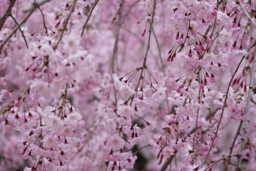 2006-12.4.13北側紅枝垂れ花群バック濃き蕾.jpg