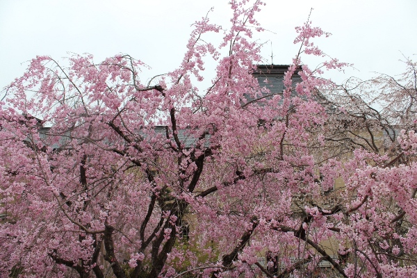 2020-12.4.13北部屋窓解放して眼前の北側枝垂れ桜.jpg