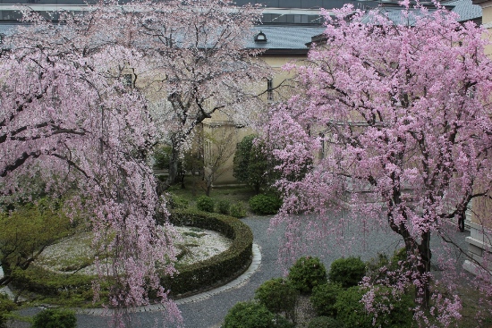 2024-１２．４．１３夕方の３本の桜の様子.jpg