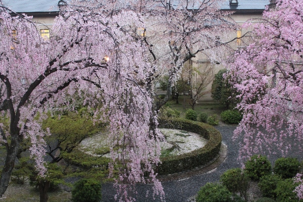 2026-12.4.13夕方の３本の枝垂れ桜達.jpg