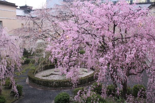 2030-12.4.13夕方北側紅枝垂れ手前、ほんの少しもう２本の枝垂れ桜.jpg