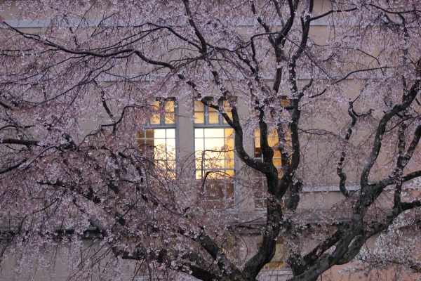 2044-12．4.13中央に玄関の灯り・北側から祇園枝垂桜.jpg
