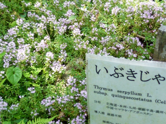 2229-12.6.10いぶきじゃ.jpg
