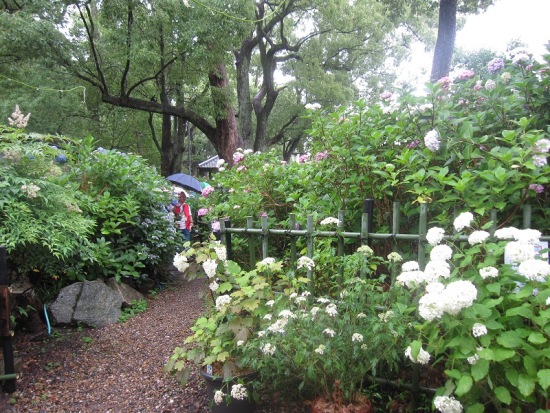 2253-藤森神社紫陽花園.JPG