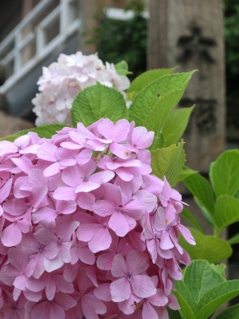 2297-12.6.24鳥居前ピンクの紫陽花.jpg