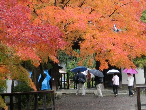 2842-12.11.17地蔵研フィールドワーク廬山時紅葉の山門を出る.jpg