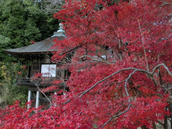 2964-12.12.1根来寺光明殿.jpg