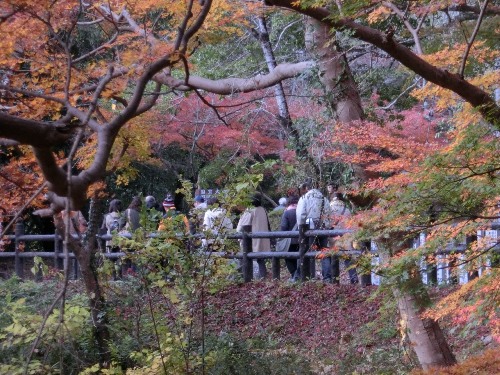 2997-根来寺に向かう紅葉谷.jpg