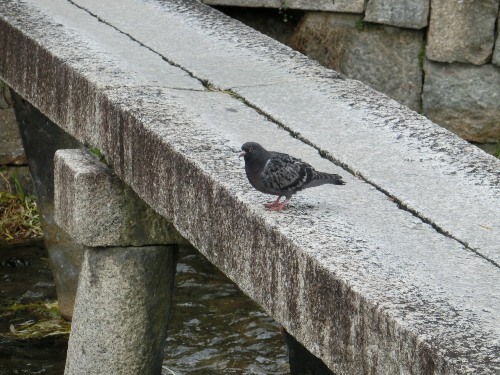 3078-12.12.18行者橋の鳩.jpg