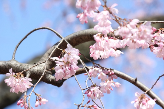 3342-13.3.21祇園枝垂れ桜中アップ横.jpg