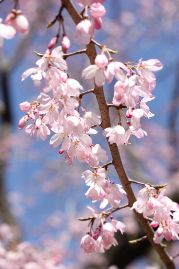 3344-13.3.21京都府庁祇園枝垂れ桜アップバック青空.jpg