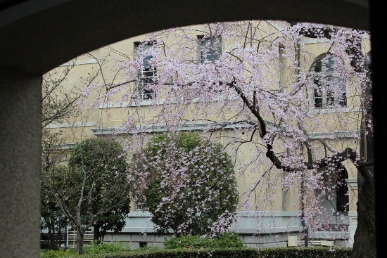 3374-13.3.22旧本館中庭に出る手前から見る桜.jpg