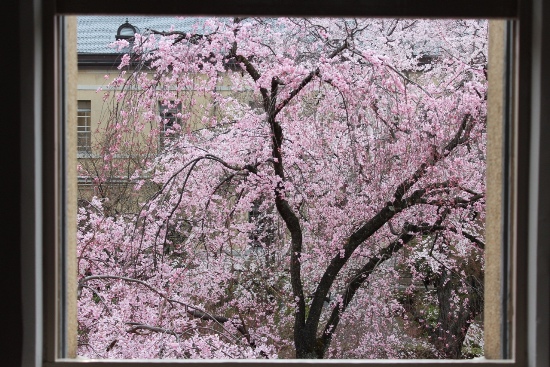 3392-13.3.24夕方東窓からの全面紅しだれ桜.jpg